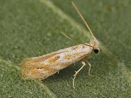 Attēlu rezultāti vaicājumam “Bucculatrix rhamniella”