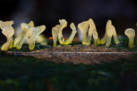 Attēlu rezultāti vaicājumam “Calocera glossoides”
