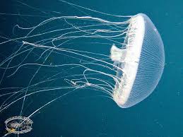 Attēlu rezultāti vaicājumam “Scyphozoa”