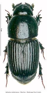 Attēlu rezultāti vaicājumam “Aphodius subterraneus”