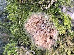 Attēlu rezultāti vaicājumam “Amblystegium serpens macro”