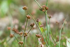 Attēlu rezultāti vaicājumam “Juncus bulbosus”