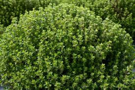 Attēlu rezultāti vaicājumam “Thymus vulgaris leaf”