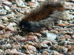 Attēlu rezultāti vaicājumam “Arctia caja larva”