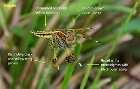 Attēlu rezultāti vaicājumam “Sclerophora pallida”