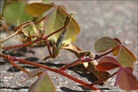 Attēlu rezultāti vaicājumam “Oxalis corniculata fruit”