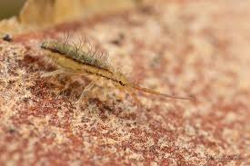 Attēlu rezultāti vaicājumam “Orchesella flavescens”