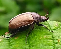 Attēlu rezultāti vaicājumam “Anomala dubia”