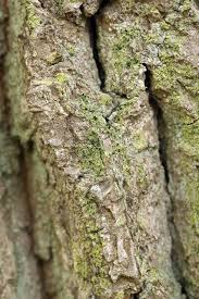 Attēlu rezultāti vaicājumam “Calicium viride”