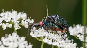 Attēlu rezultāti vaicājumam “Gaurotes virginea”