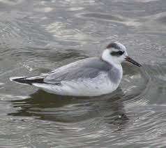 Attēlu rezultāti vaicājumam “Phalaropus fulicarius adult”