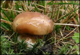 Attēlu rezultāti vaicājumam “Suillus luteus”