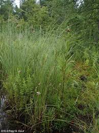 Attēlu rezultāti vaicājumam “Carex diandra”