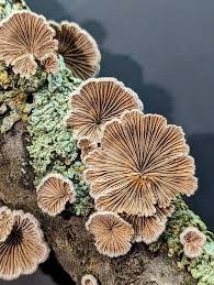 Attēlu rezultāti vaicājumam “Schizophyllum commune”
