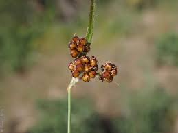 Attēlu rezultāti vaicājumam “Luzula campestris fruit”