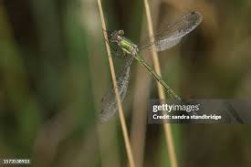 Attēlu rezultāti vaicājumam “Lestes dryas female”