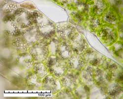Attēlu rezultāti vaicājumam “Lophozia incisa”