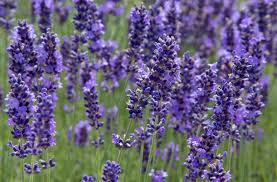 Image result for Lavendel