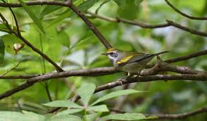 Image result for Vermivora chrysoptera