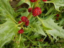 Attēlu rezultāti vaicājumam “Blysmus compressus fruit”