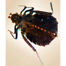 Attēlu rezultāti vaicājumam “Gomphidae”