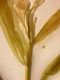 Attēlu rezultāti vaicājumam “Potamogeton gramineus”