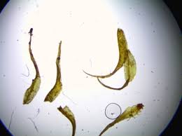 Attēlu rezultāti vaicājumam “Gyroweisia tenuis”