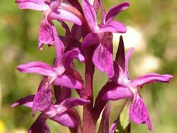 Attēlu rezultāti vaicājumam “Dactylorhiza cruenta”