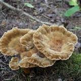 Attēlu rezultāti vaicājumam “Onnia tomentosa”