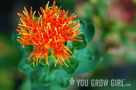 Image result for Carthamus tinctorius