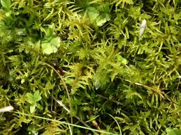 Attēlu rezultāti vaicājumam “Helodium blandowii”