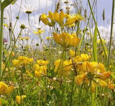 Attēlu rezultāti vaicājumam “Lotus corniculatus flower”