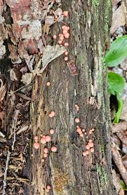 Attēlu rezultāti vaicājumam “Lycogala exiguum aggr. sessile”