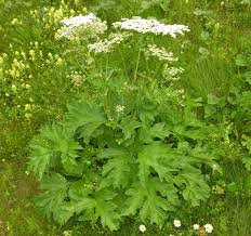 Image result for Heracleum sphondylium