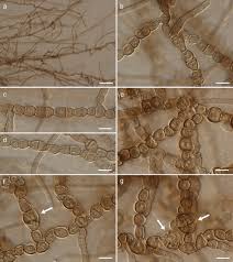 Attēlu rezultāti vaicājumam “Cystocoleus ebeneus”