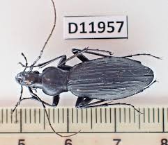 Attēlu rezultāti vaicājumam “Carabidae”