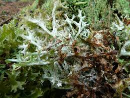 Attēlu rezultāti vaicājumam “Cetraria islandica”