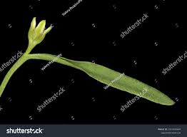 Attēlu rezultāti vaicājumam “Thesium ebracteatum leaf”