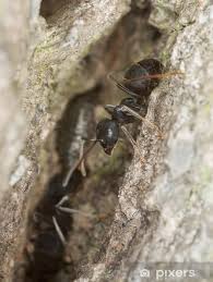 Attēlu rezultāti vaicājumam “Lasius fuliginosus”