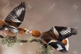 Attēlu rezultāti vaicājumam “Coccothraustes coccothraustes adult”