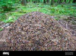 Attēlu rezultāti vaicājumam “Formica rufa pupa”