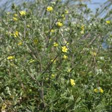Image result for Potentilla argentea