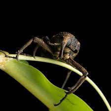 Attēlu rezultāti vaicājumam “Rhynchostegiella tenella macro”