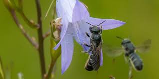 Image result for Glockenblumen