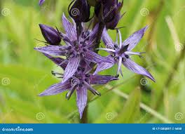 Attēlu rezultāti vaicājumam “Swertia perennis flower”