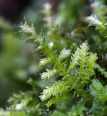 Attēlu rezultāti vaicājumam “Harpanthus flotovianus”