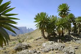 Image result for Lobelien