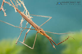 Attēlu rezultāti vaicājumam “Ranatra linearis”