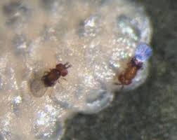 Attēlu rezultāti vaicājumam “Comatricha meandrispora macro”