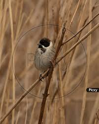 Attēlu rezultāti vaicājumam “Emberiza schoeniclus male”